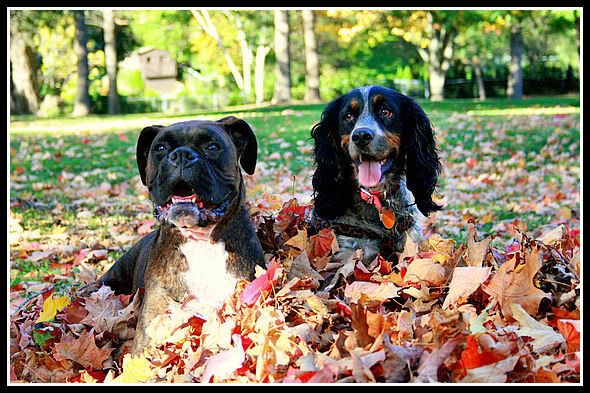 IMAGE: http://i40.photobucket.com/albums/e217/23445/Fall%202007/IMG_9538-1.jpg