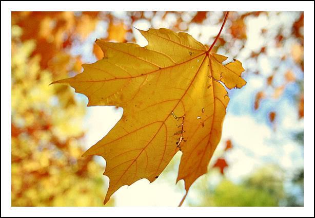 IMAGE: http://i40.photobucket.com/albums/e217/23445/Fall%202007/IMG_9670.jpg