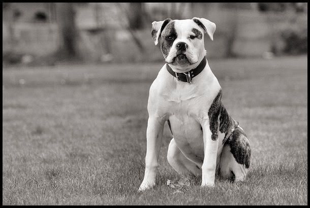 IMAGE: http://i40.photobucket.com/albums/e217/23445/Sarge/IMG_7358-1.jpg