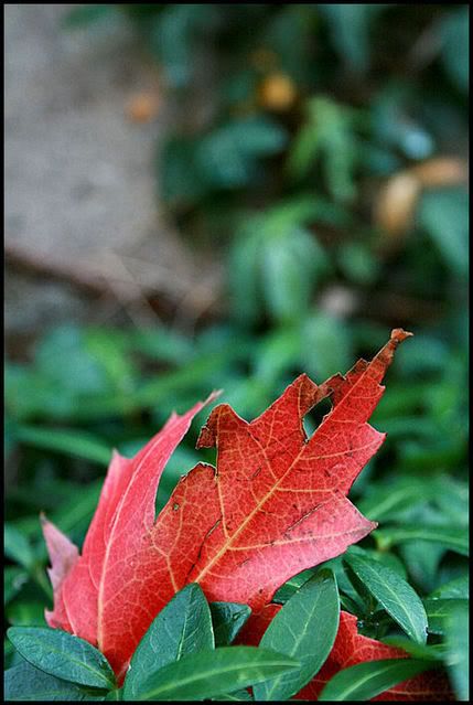 IMAGE: http://i40.photobucket.com/albums/e217/23445/just%20randoms/IMG_9170.jpg