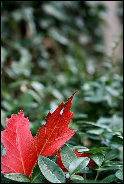 IMAGE: http://i40.photobucket.com/albums/e217/23445/just%20randoms/IMG_9176.jpg