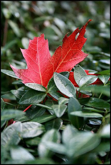 IMAGE: http://i40.photobucket.com/albums/e217/23445/just%20randoms/IMG_9181.jpg