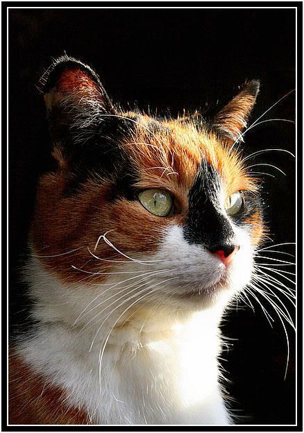 IMAGE: http://i40.photobucket.com/albums/e217/23445/winter%2007%2008/IMG_1853.jpg