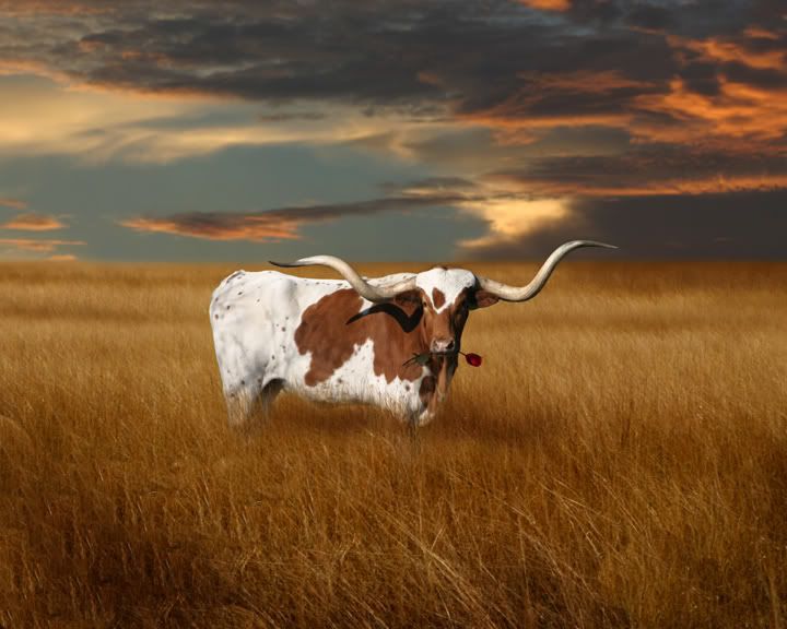 longhorn.jpg