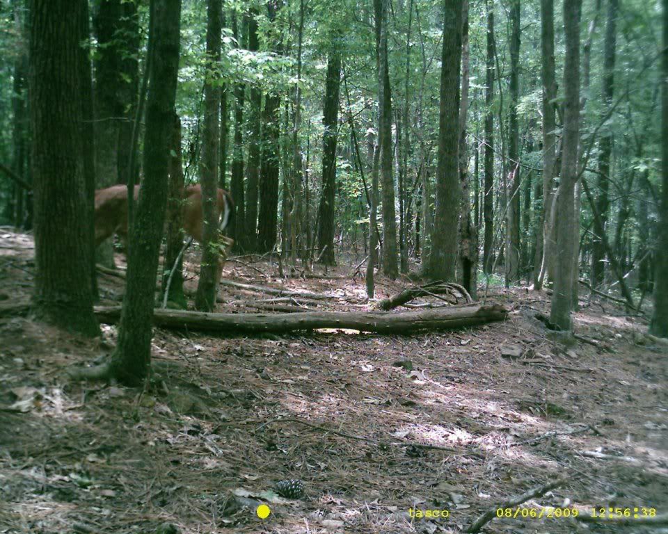 Nicole richie and where to park