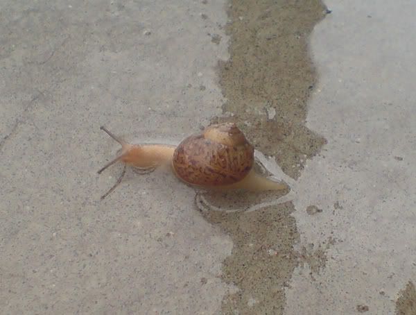snail Mr Snail