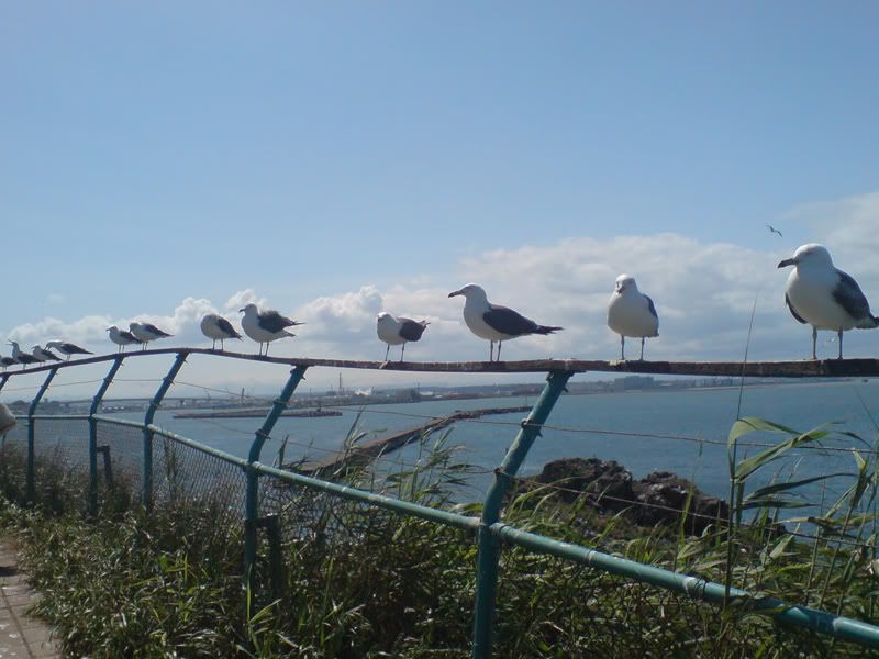 gull railing
