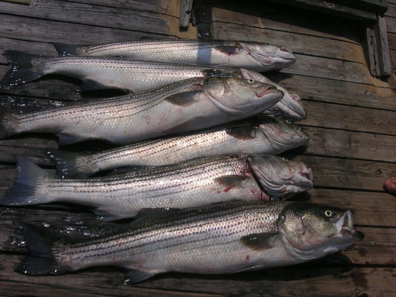 striper report 7/10 (pics) New Jersey Hunters