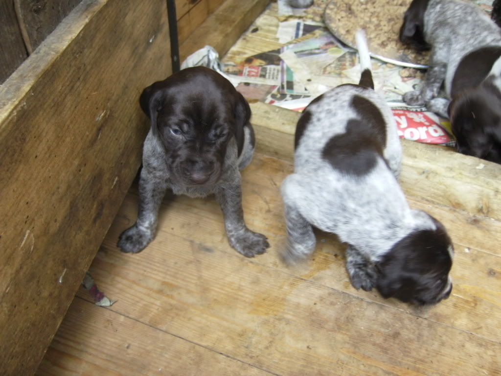 BreezesPups2011012.jpg