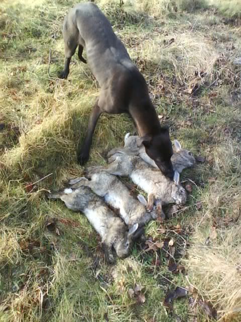 dogs002-1.jpg