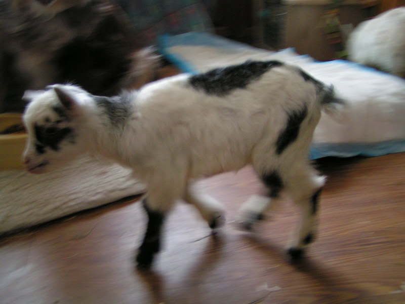 YAY!!! baby goats (pics) - Goats