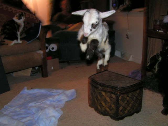 i got my goaties!!! (pics!) - Goats