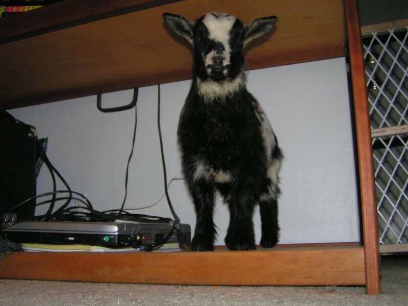 i got my goaties!!! (pics!) - Goats