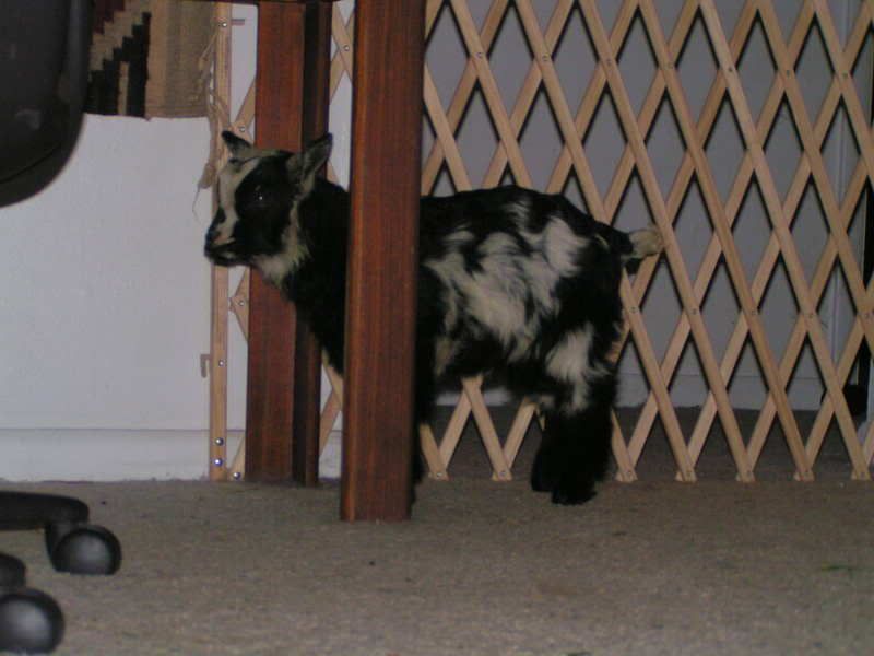 i got my goaties!!! (pics!) - Goats