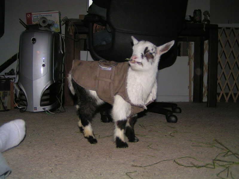 i got my goaties!!! (pics!) - Goats