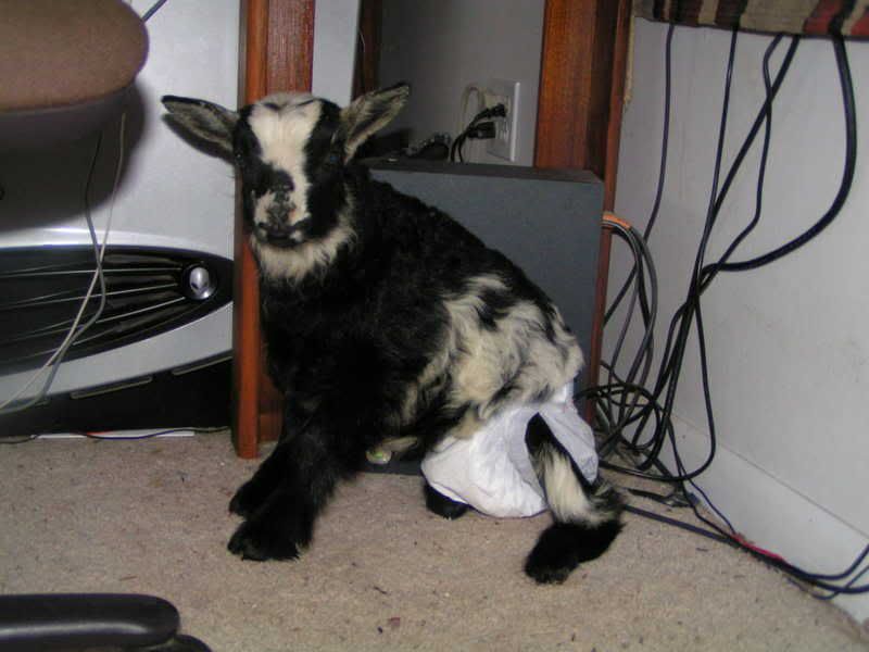 i got my goaties!!! (pics!) - Goats