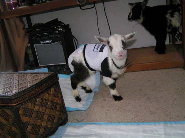 i got my goaties!!! (pics!) - Goats