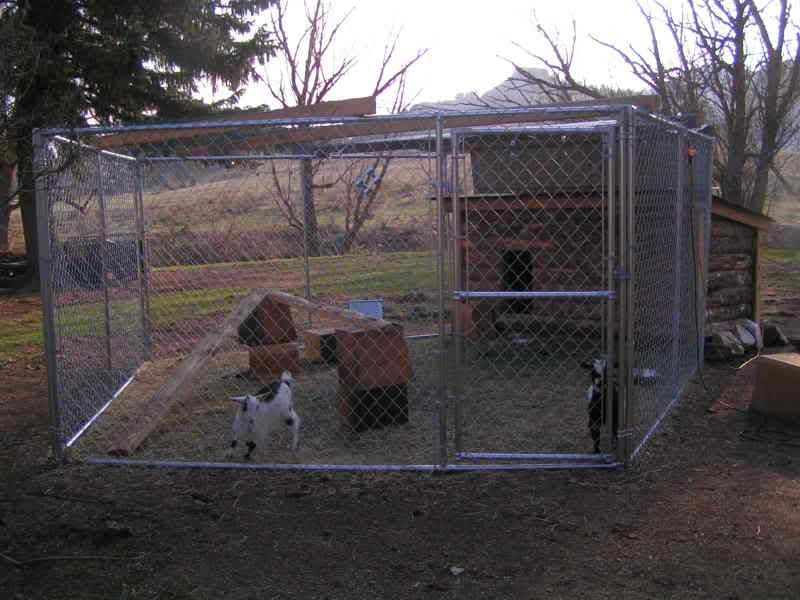 baby goat pics :) - Goats