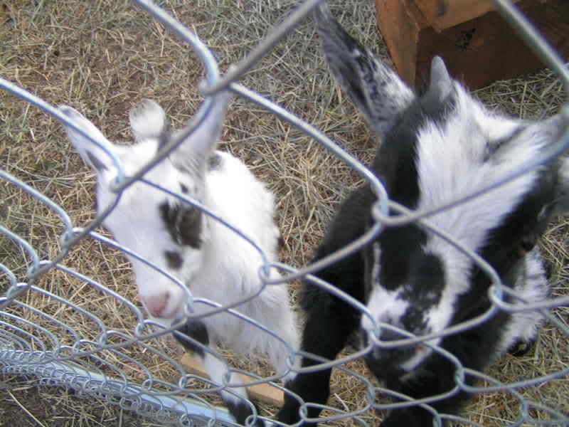 baby goat pics :) - Goats