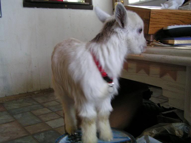 YAY!!! baby goats (pics) - Goats