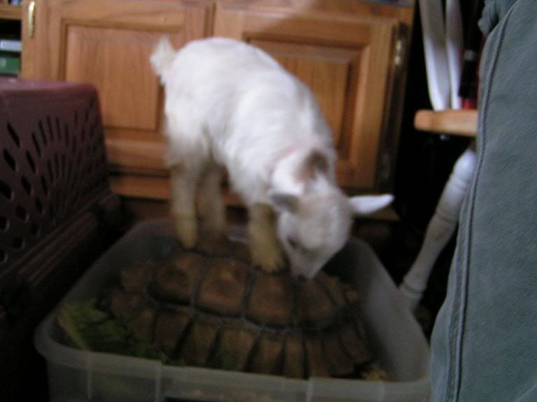 YAY!!! baby goats (pics) - Goats