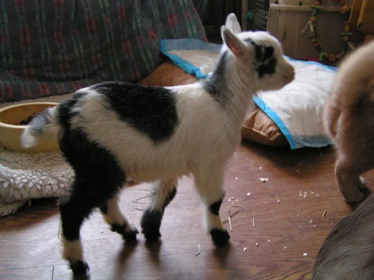 YAY!!! baby goats (pics) - Goats