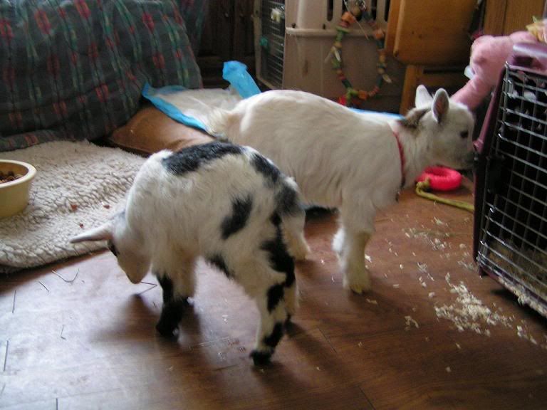 YAY!!! baby goats (pics) - Goats