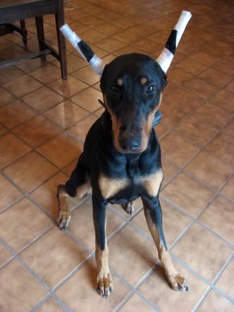 Doberman Greyhound Cross