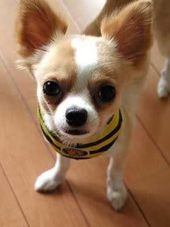 teacup chihuahuas account