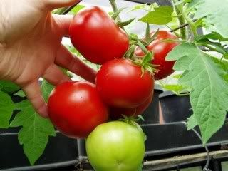 Aotupot system tomato