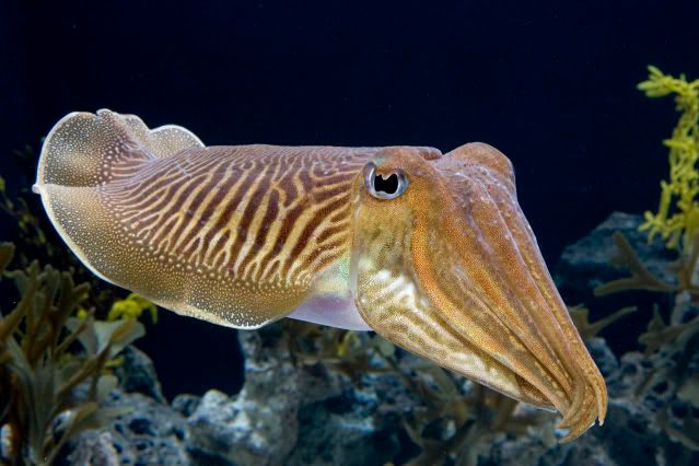 Cuttlefish