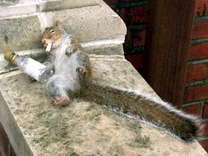 drunksquirrel.jpg