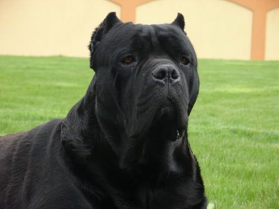 Качена снимка