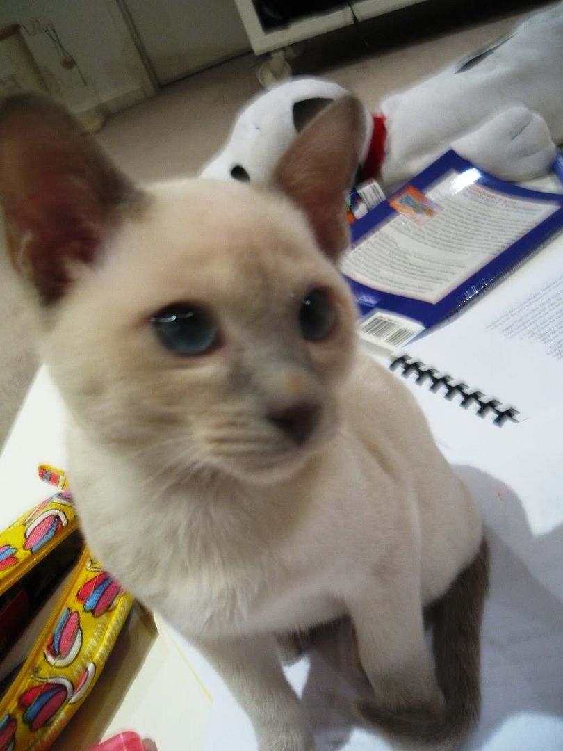 Kitten