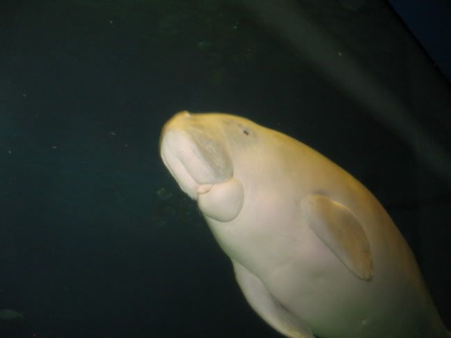 Sea Pig