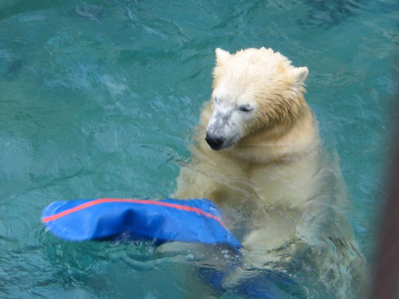 Pola Bear