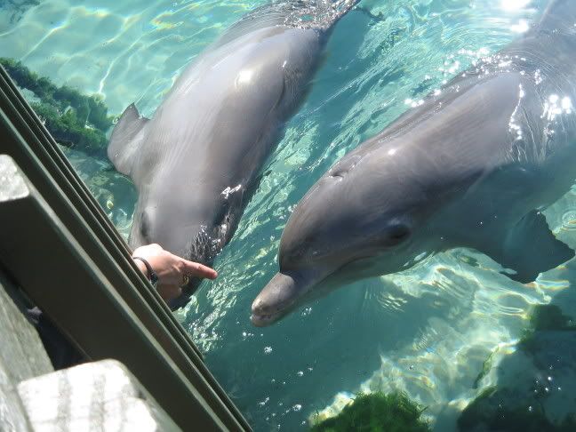 Dolphin