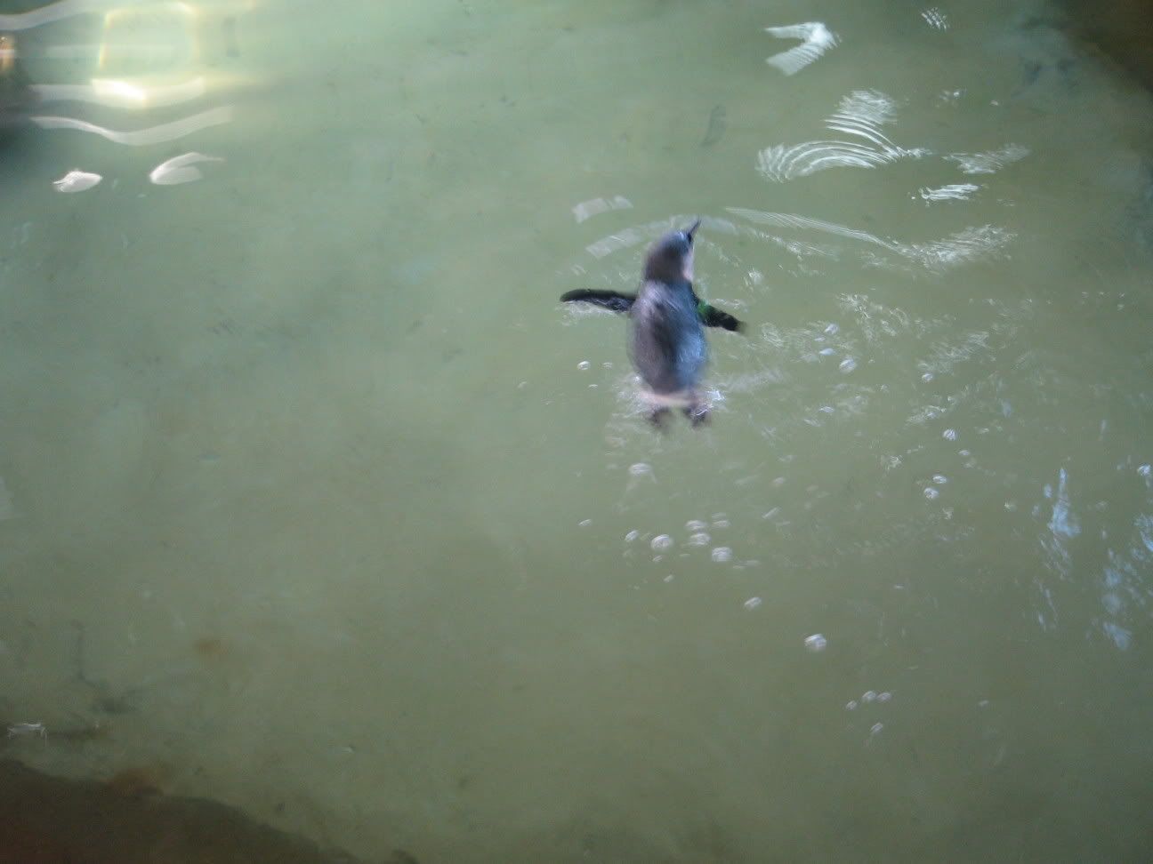 Fairy Penguins