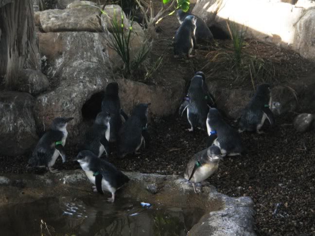 Fairy Penguins