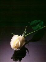 Single White Rose Pictures, Images and Photos