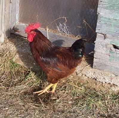 Rhode Island Red rooster