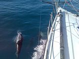 Image026a.jpg image by VOR2006