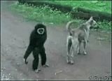 monkey.jpg image by VOR2006
