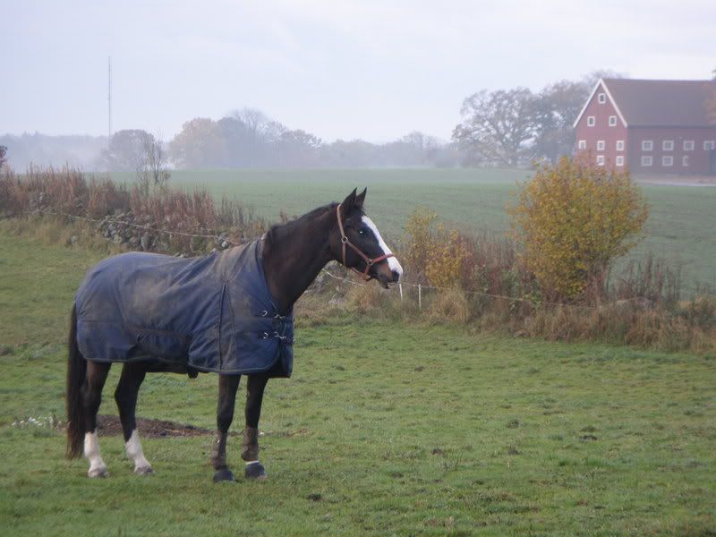 29okt045.jpg