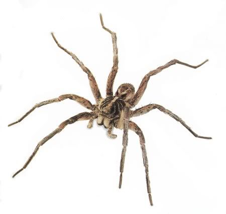 wolf_spider.jpg