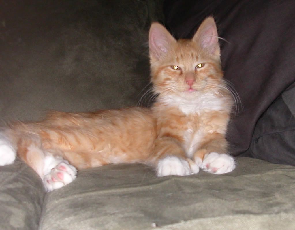 Maine Coon Cats (eating, safe, bite, litter) Page 10 CityData Forum