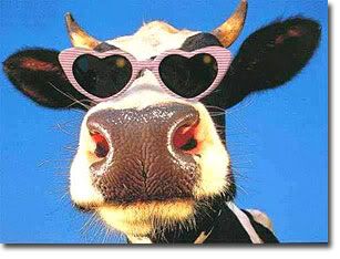 love cow Pictures, Images and Photos