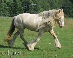 irish cob mare