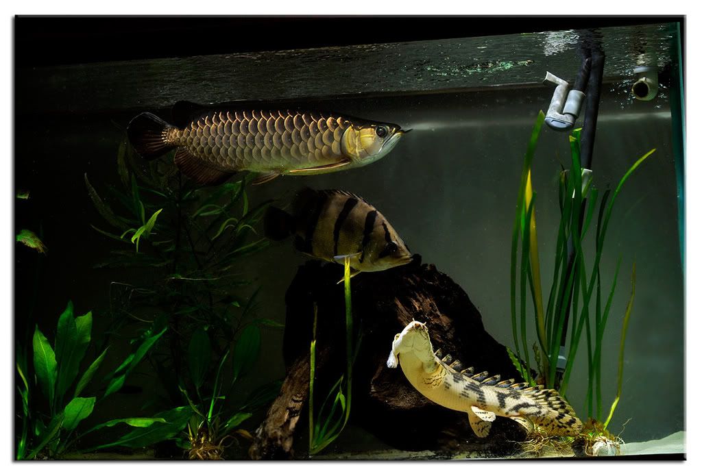 june15bichir1.jpg