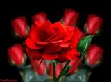 ROSESSSSSSSS.jpg image by rosietx02